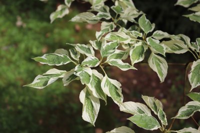 Cornus controversa 'Variegata' - svída sporná - listy